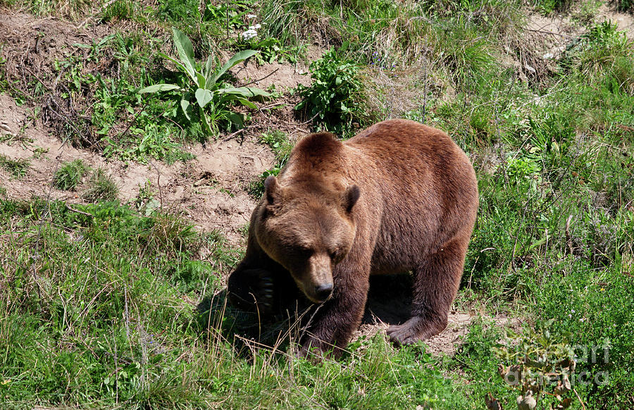 The Brown Bear Photograph by Michelle Meenawong