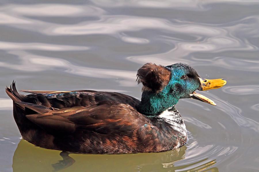 Duck Photograph - The Brown Derby by Donna Kennedy