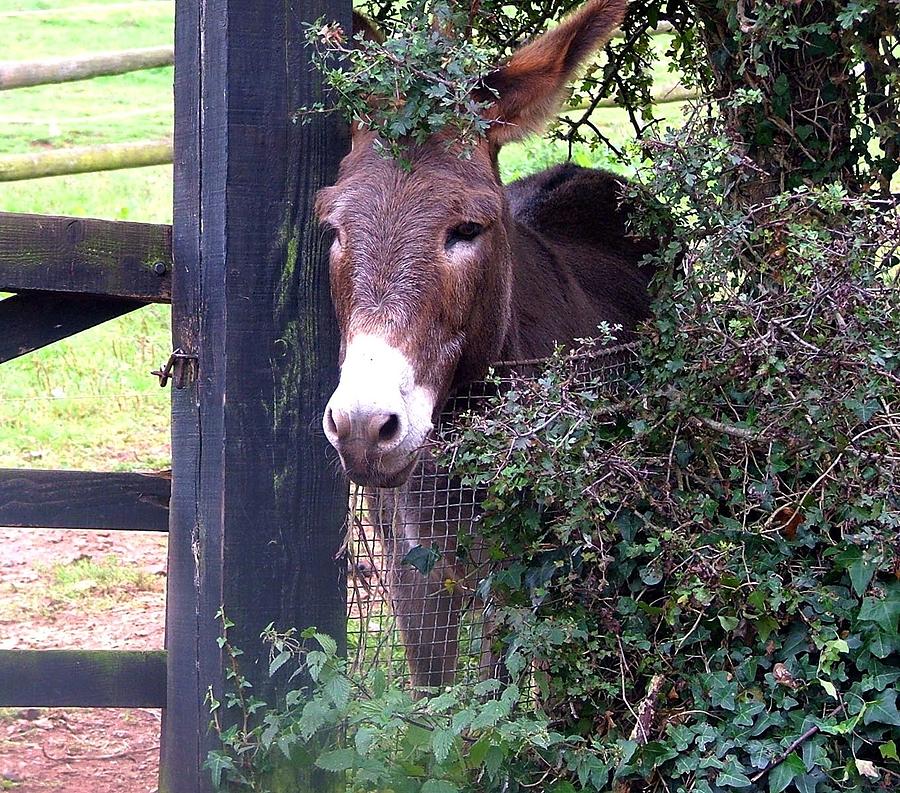 The Brown Donkey Photograph by Mindy Newman