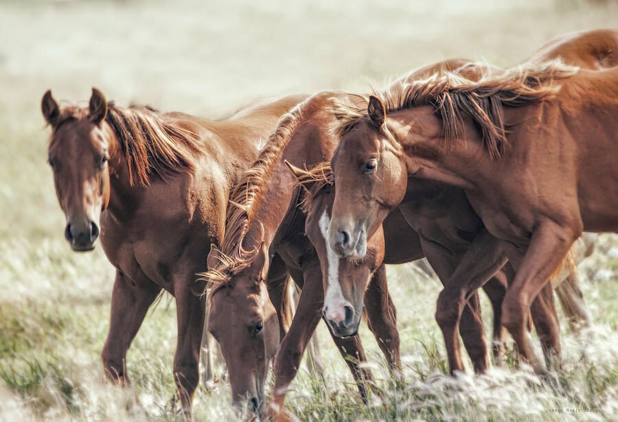 The Brown Fillies Photograph by Jennie Marie Schell