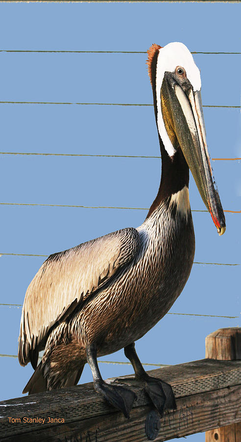 The Brown Pelican Photograph by Tom Janca