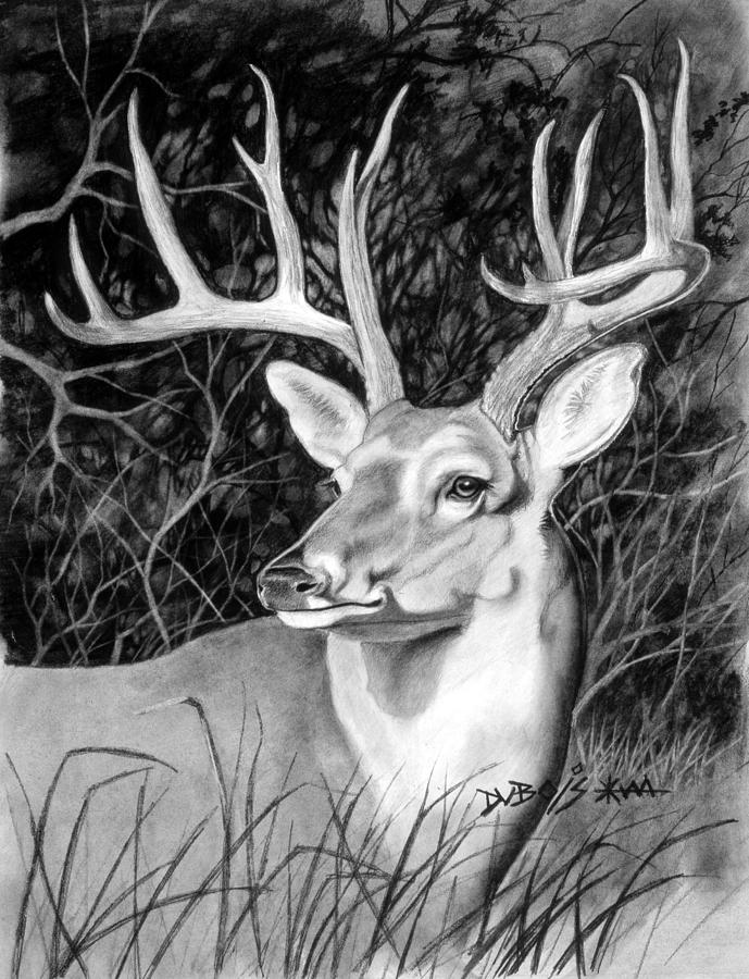 The Buck Drawing by Howard Dubois