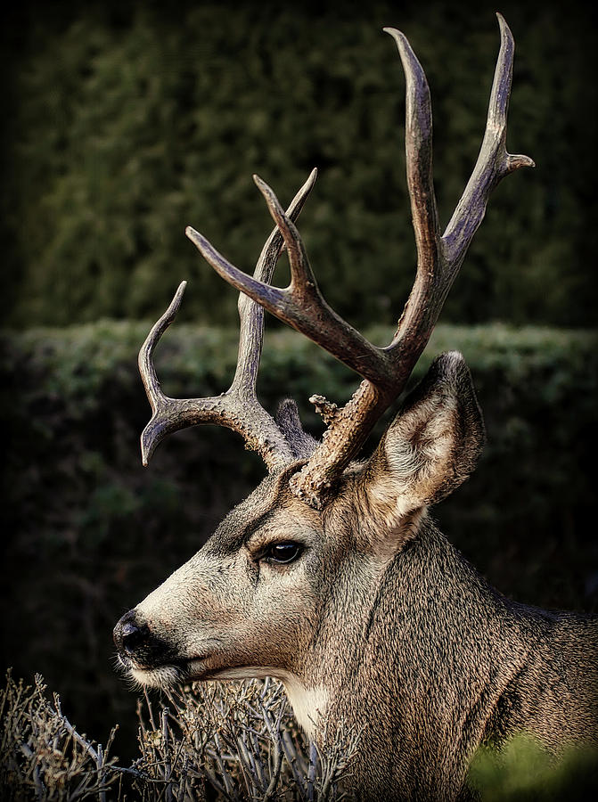 The Buck Profile Photograph by Ernest Echols