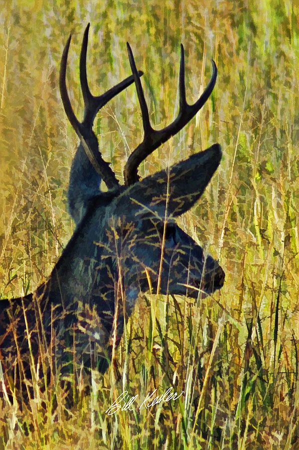 The Buck Rests Here Photograph by Bill Kesler