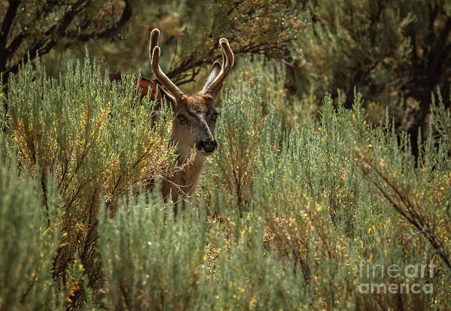 The  Buck  Photograph by Robert Bales