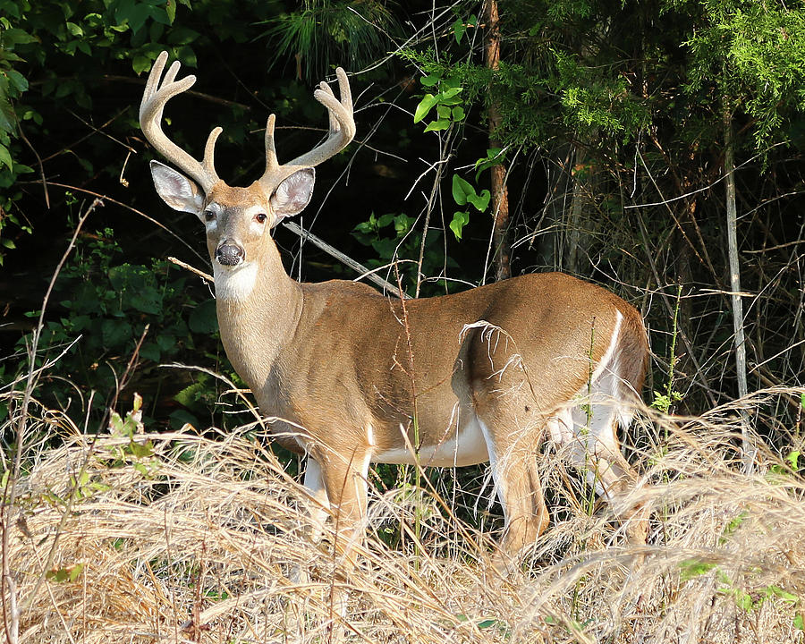 The BUCK Stops Here Photograph by Southern Arts - Fine Art America