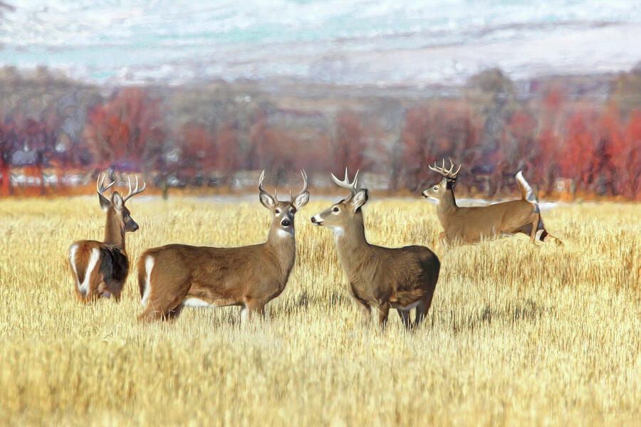 Deer Photograph - The Bucks Stop Here White-Tail Deer  by Jennie Marie Schell