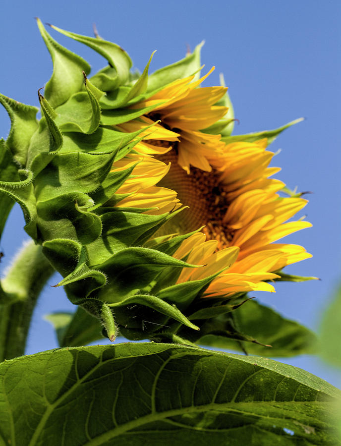 The Budding Sunflower Photograph by Kathy Clark