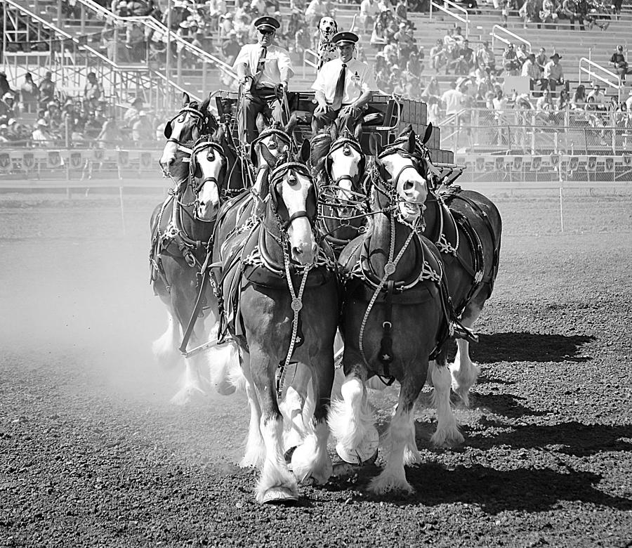 The Budweiser Clydesdales Photograph by Maria Jansson