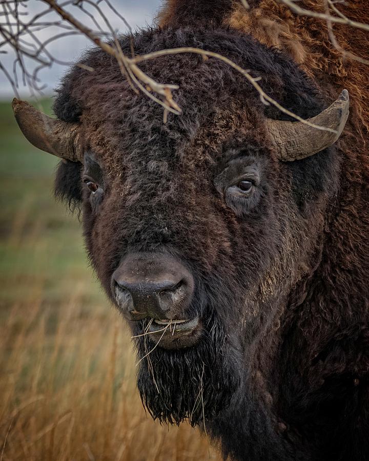 Buffalo Photograph - The Buffalo 2 by Ernest Echols