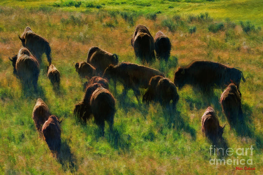 The Buffalo Herd Photograph by Blake Richards