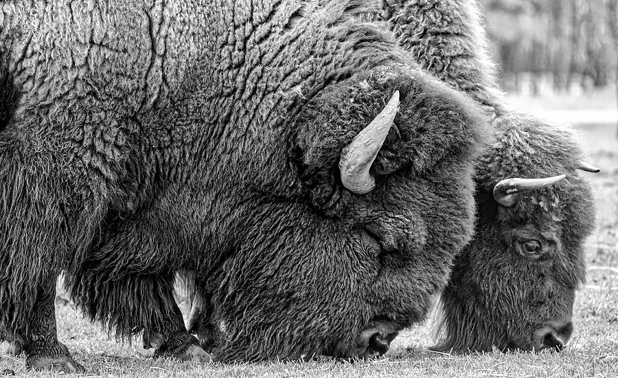 The Buffalo Way Photograph by Christopher Behrend - Pixels