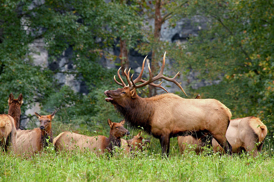 The Bugling Bull Elk Photograph by Andy Favors - Fine Art America