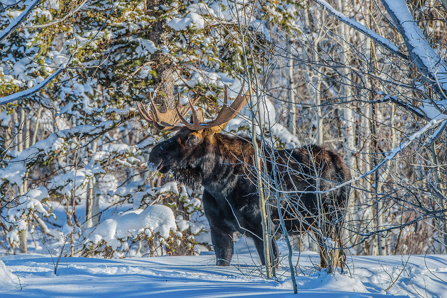 The Bull In Deep Deep Snow Photograph by Yeates Photography