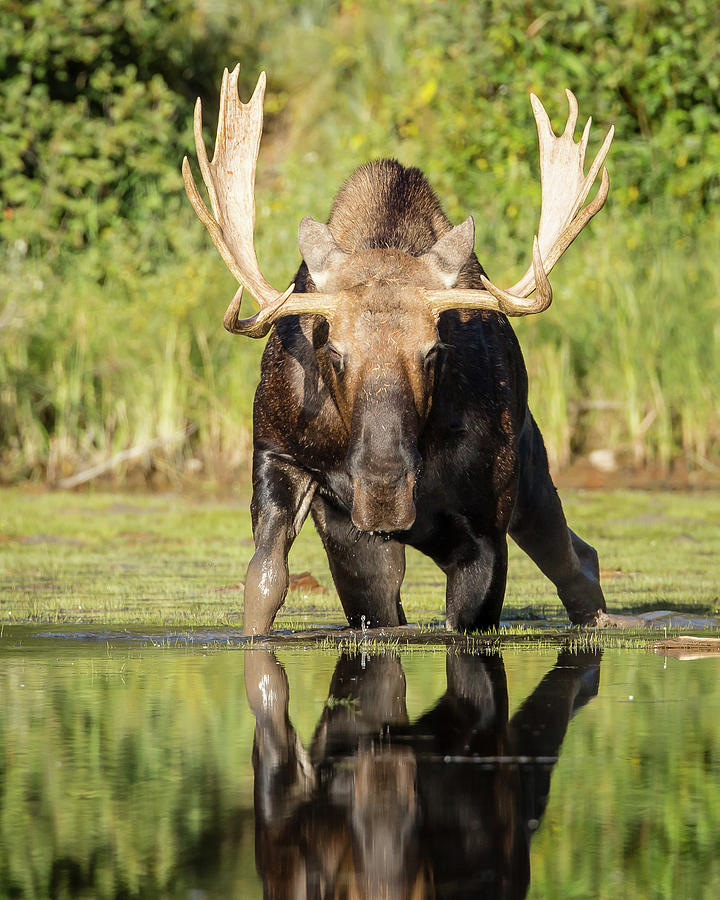 The Bull Moose Photograph by Jack Bell
