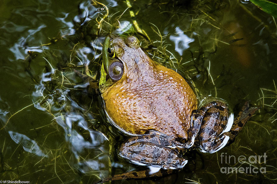 The Bullfrog Photograph by Mitch Shindelbower