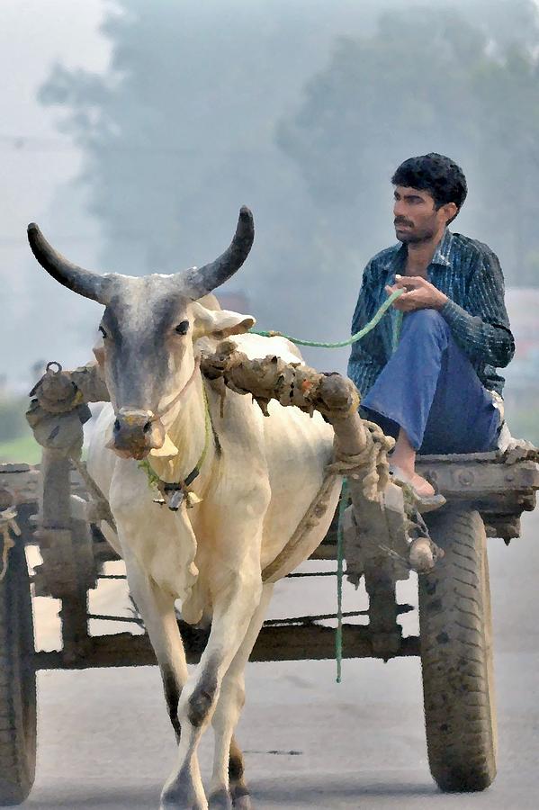 The Bullock Cart - India Photograph by Kim Bemis
