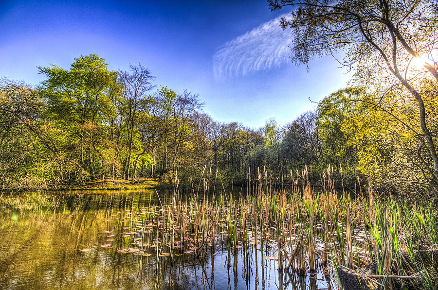 The Bulrush Pond Photograph