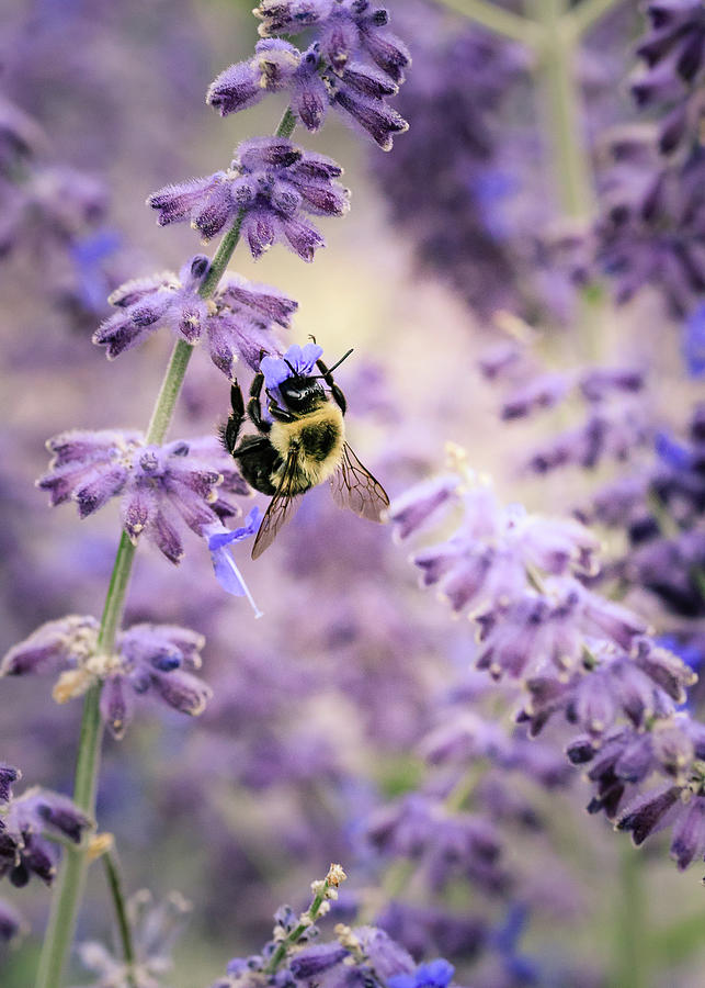 The Bumblebee and the Sage Photograph by Joni Eskridge