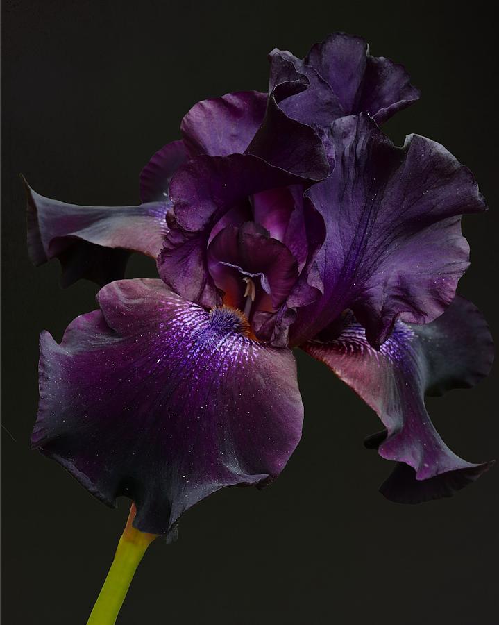 Iris Photograph - The Burgundy Beauty by Iina Van Lawick