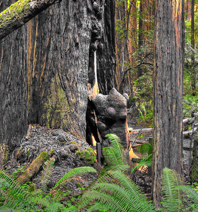 The Burly Bear Cub - Muir Woods National Monument - Marin County California Photograph by Michael Mazaika