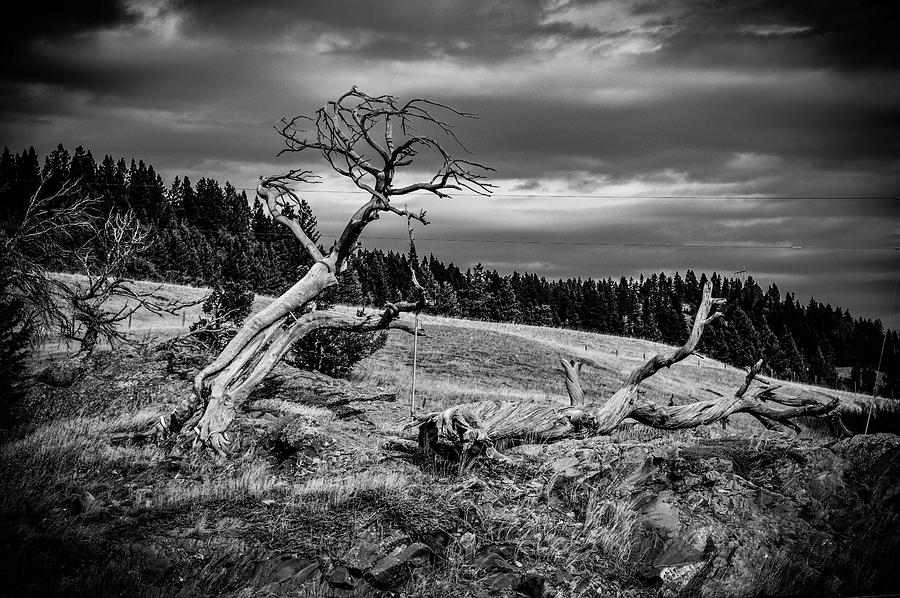 Black And White Photograph - The Burmis Tree by Silver Rose Photography