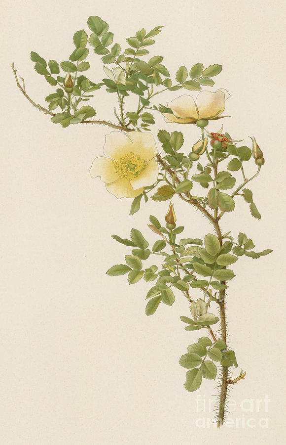 Rose Painting - The Burnet Rose by English School