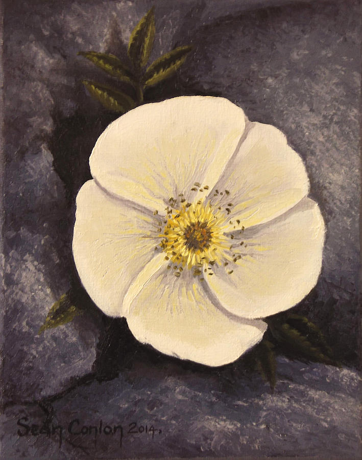 Rose Painting - The Burnet Rose by Sean Conlon