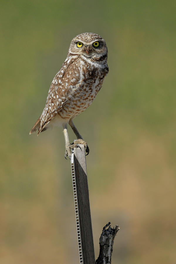 The Burrowing Owl Photograph by Steve McKinzie