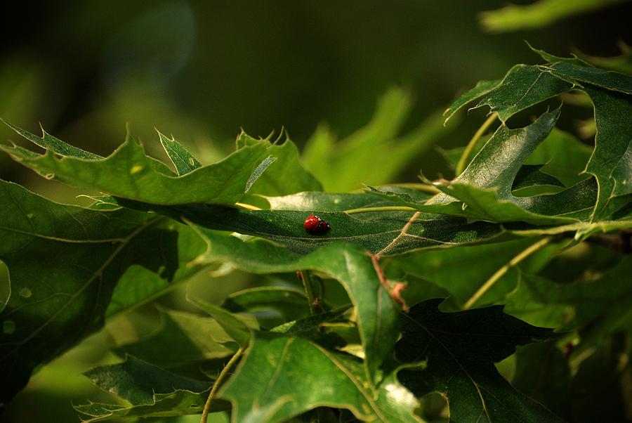 The Busy Lady Bugs Photograph by Angie Tirado