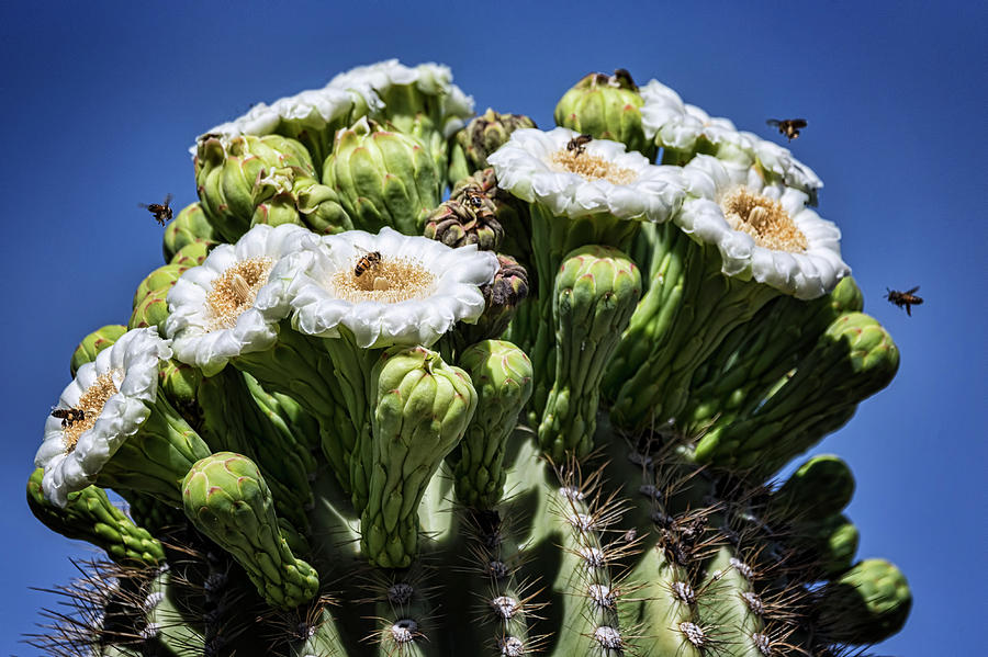 The Busy Little Bees on the Saguaro Blossoms  Photograph by Saija Lehtonen