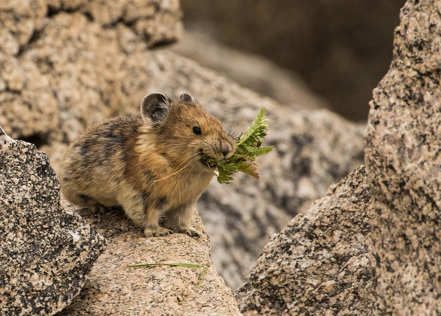 The Busy Pika #1 Photograph by Mindy Musick King