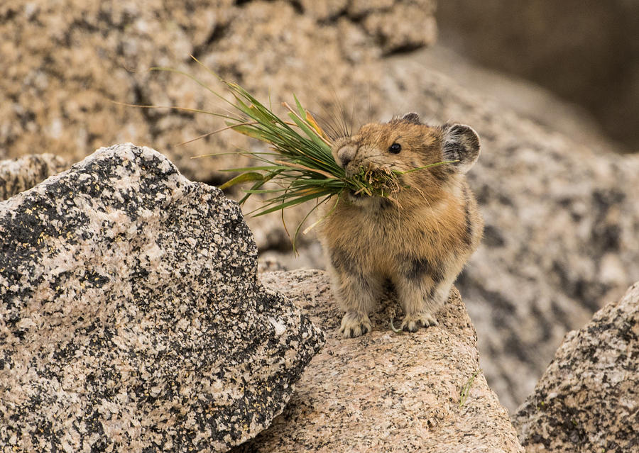 The Busy Pika #2 Photograph by Mindy Musick King