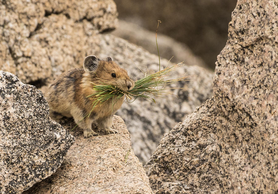 The Busy Pika #3 Photograph by Mindy Musick King