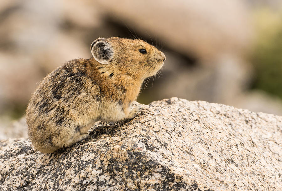 The Busy Pika #4 Photograph by Mindy Musick King