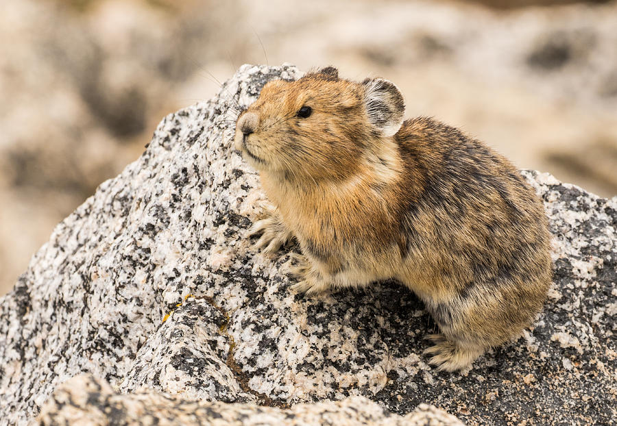 The Busy Pika #5 Photograph by Mindy Musick King