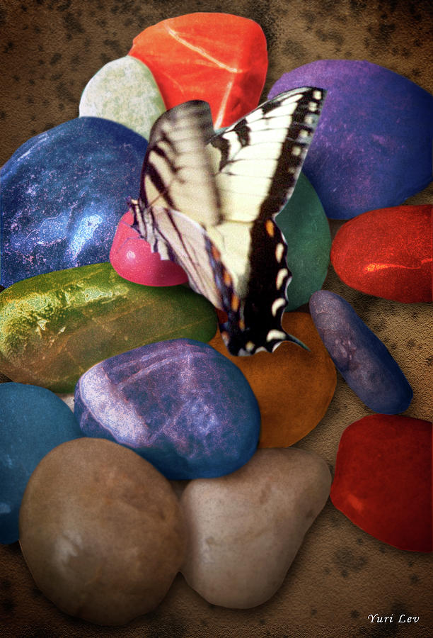The Butterfly And Colored Stones Photograph