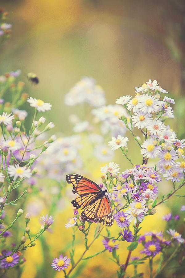 The Butterfly and the Bee Photograph by Carrie Ann Grippo-Pike