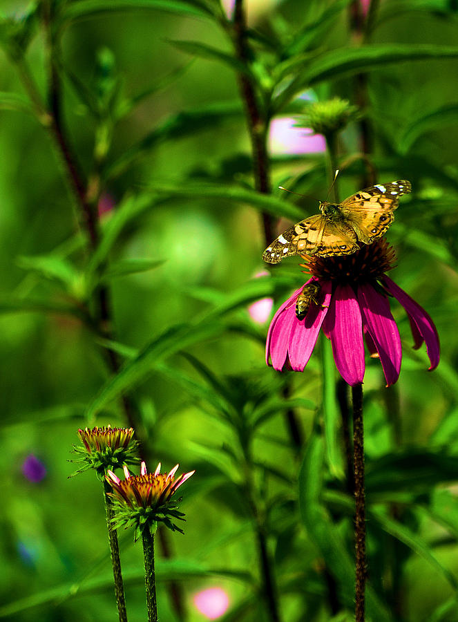The Butterfly and the Bee Photograph by Nadalyn Larsen