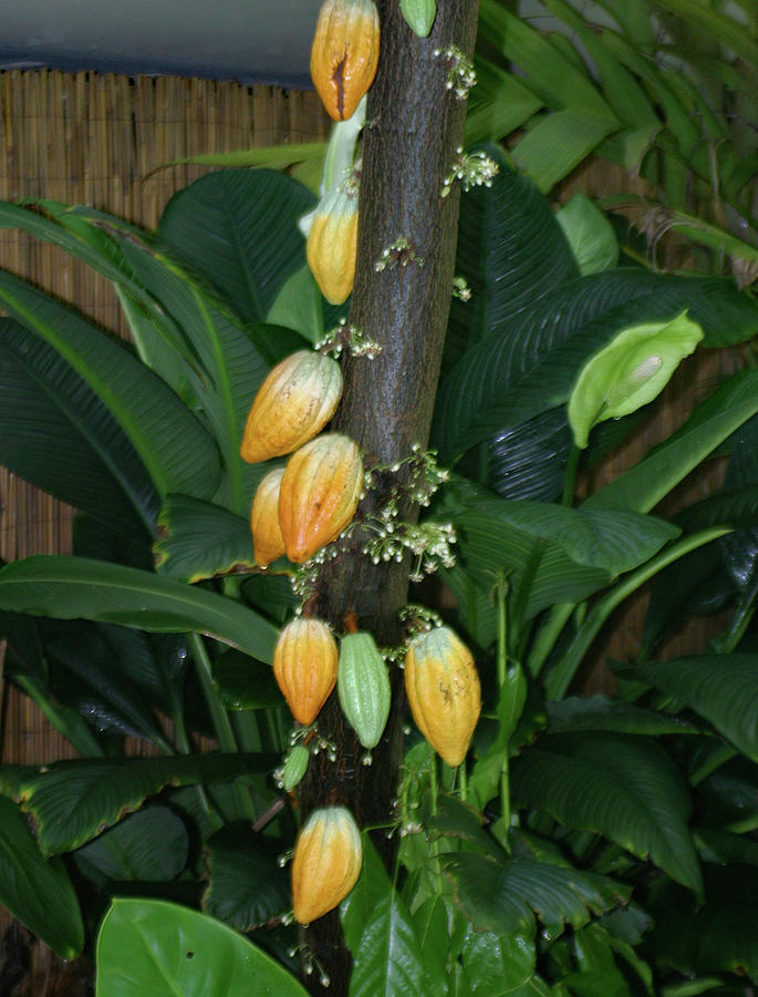 The Cacao Tree-Chocolate Photograph by Imagery-at- Work