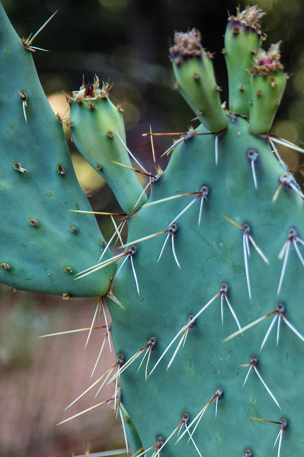 The Cactus ion Utah  Photograph by John McGraw