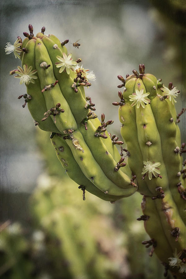 The Cactus Wave  Photograph by Saija Lehtonen