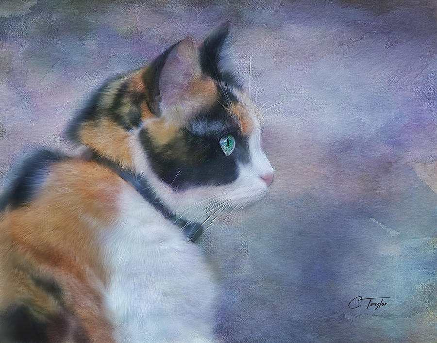 The Calico Staredown  Digital Art by Colleen Taylor