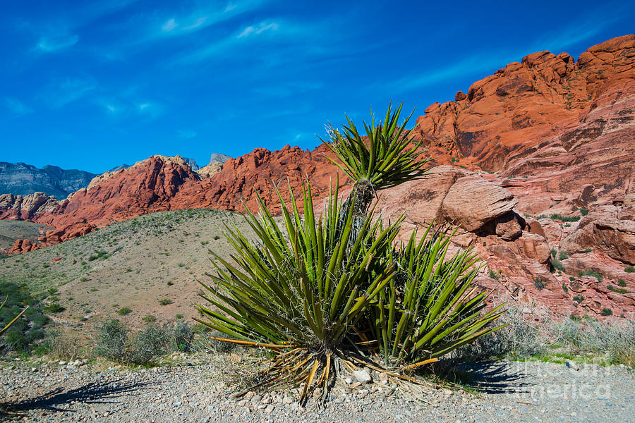 Red Rock Canyon Calicos Photograph by Anthony Sacco