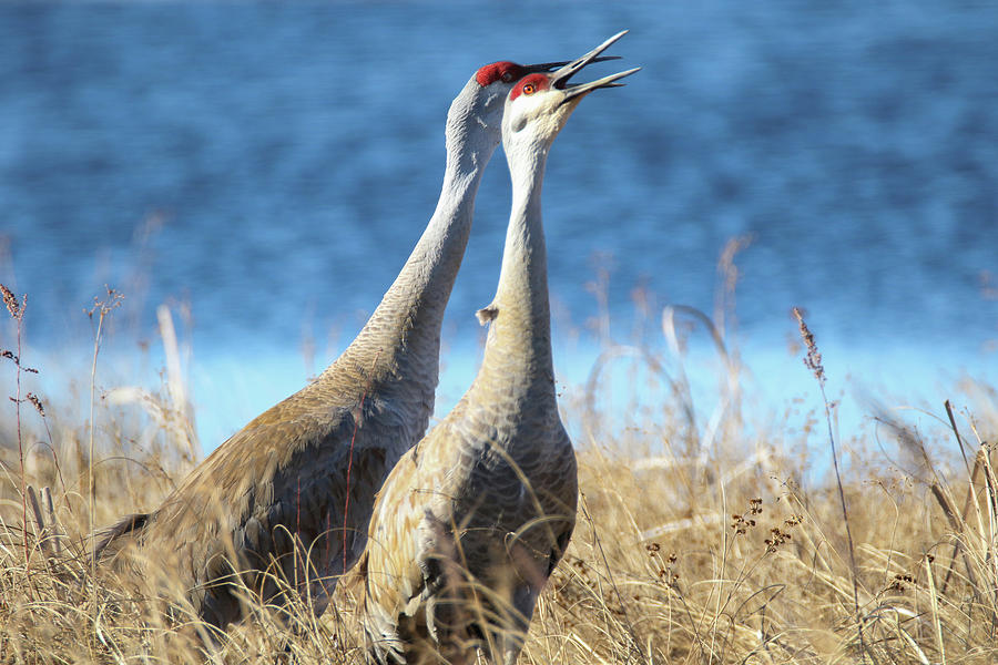 The Call of a Sandhill Crane Photograph by Brook Burling