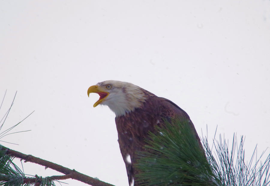 The call of an Eagle Photograph by Jeff Swan