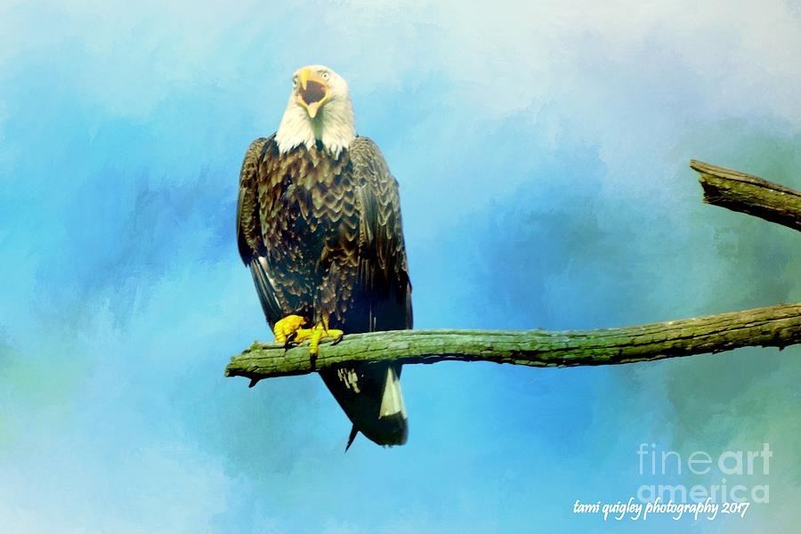 Eagle Photograph - The Call Of Freedom by Tami Quigley