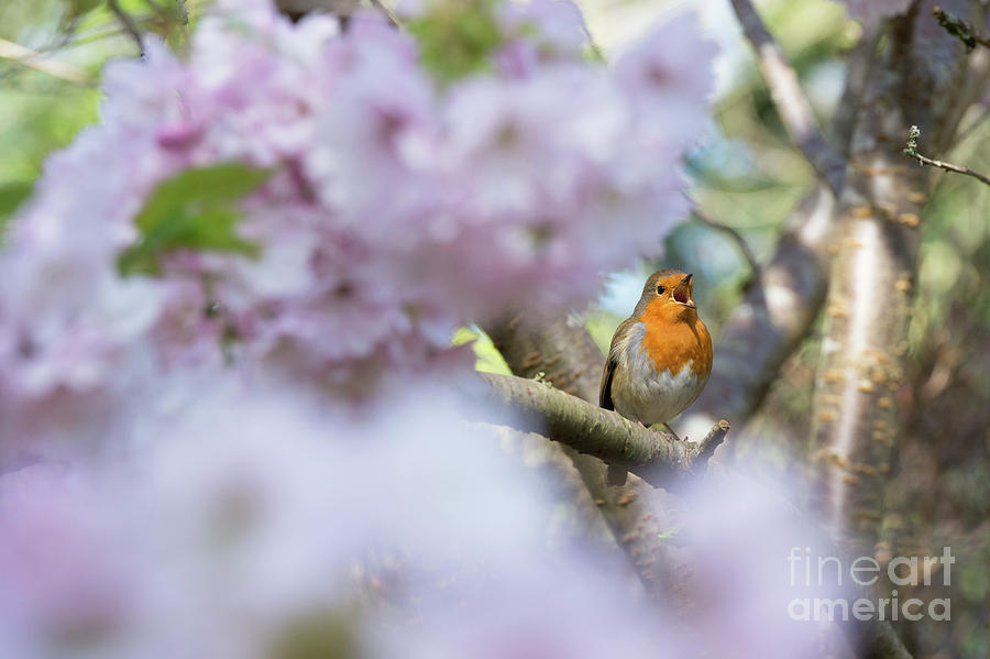 Robin Photograph - The Call of Spring by Tim Gainey