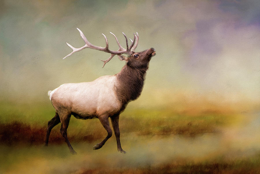 Wildlife Photograph - The Call of the Elk by Phyllis Taylor