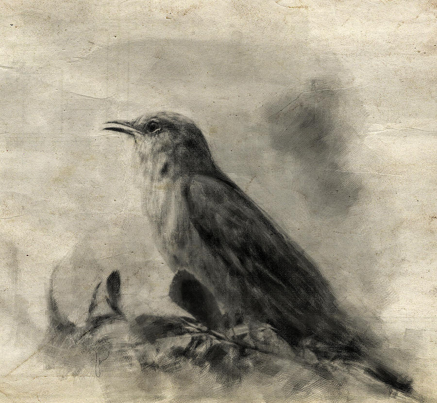 The Call of the Mockingbird Drawing by Jai Johnson